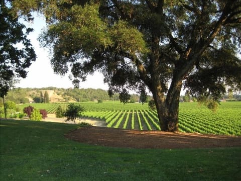 Enjoy lawns, gardens, and a walk in through our vineyards