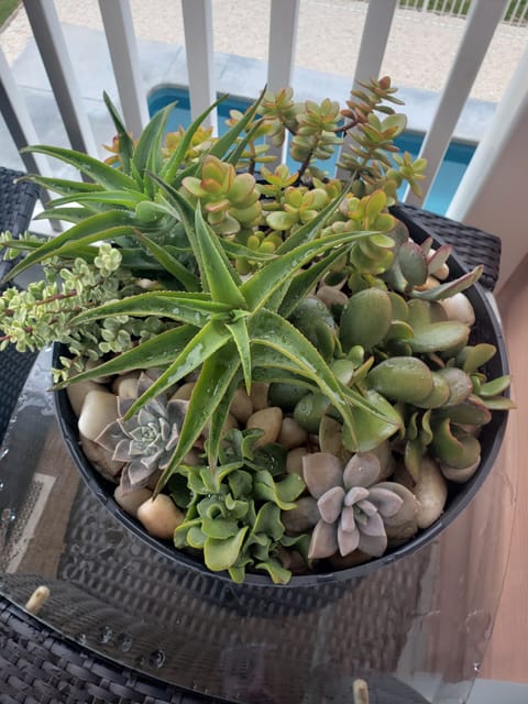 Succulent Plant on Back Deck Overlooking the Pool