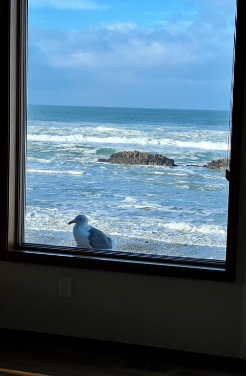 Fred our friendly Seagull. He will peck on the window for food. Don’t feed him. 
