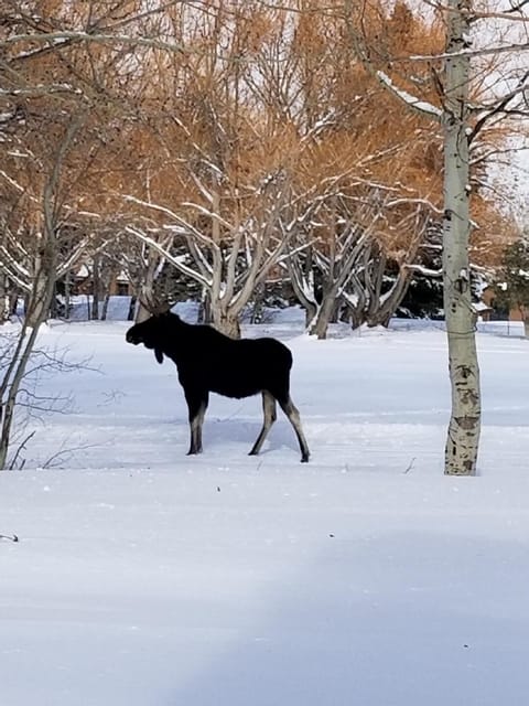 Winter Moose Sighting From Back Deck