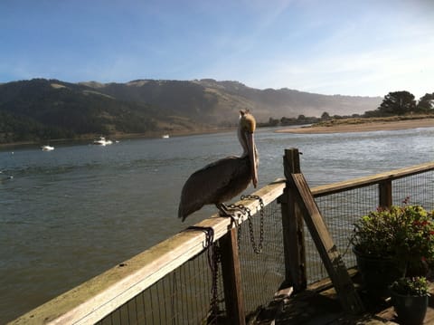 Pelican on our back deck