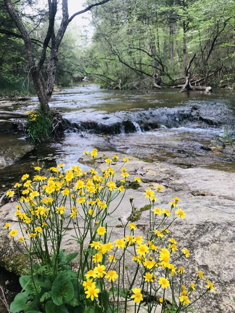 Spring flowers along the creek