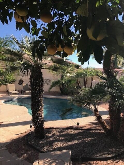 Amazing tropical yard with numerous palms and citrus trees. 