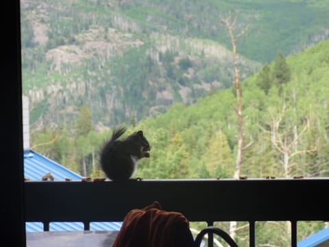 Or enjoy the balcony and let nature come to you...