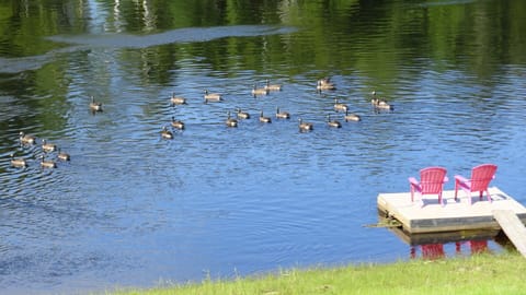 We are often visited by large numbers of Canada geese. 