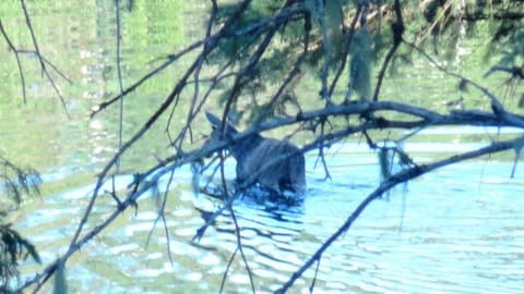 Young moose crossing the river just in front of the cabin