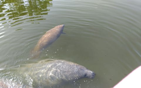 A resident family of manatee living in our canal 