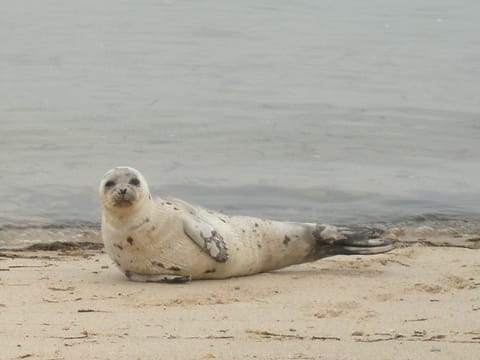 On the beach, sun loungers