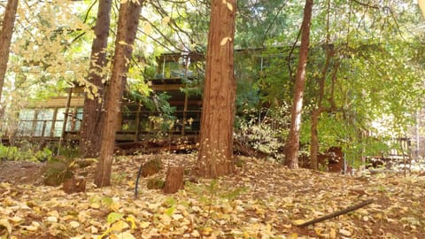 Back view of cabin from creek