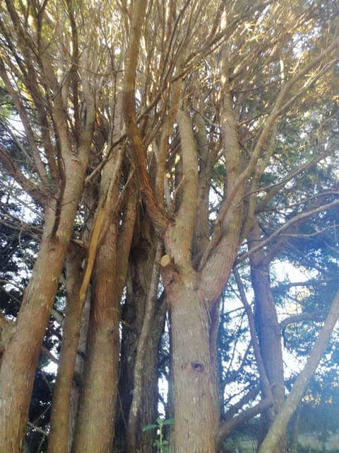 Mature natives on the property