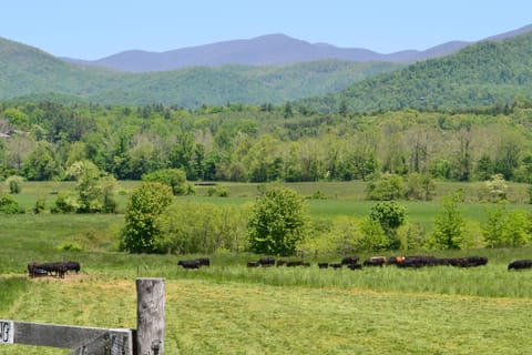 These beautiful views will greet you on your drive to 'Your Carolina Cottage'.