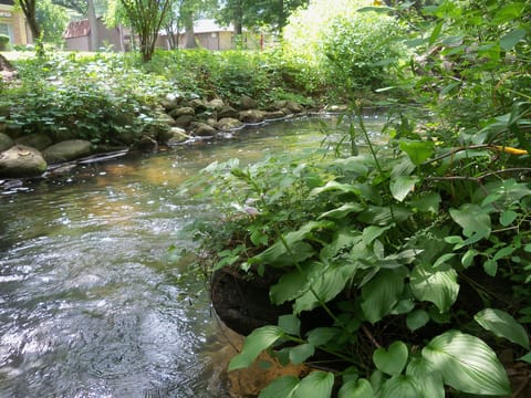 Serene creek running through the property