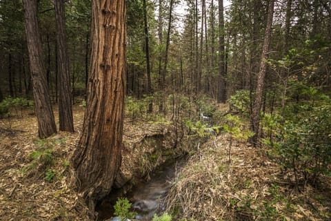 Bubbling Gold Creek runs through the property...so peaceful