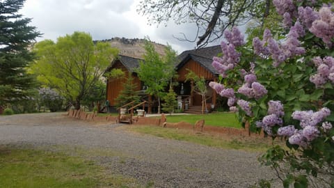 Several lilacs in full bloom on 3 acre property.