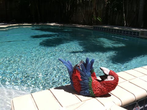 Our Parrot sunbathing by the pool.