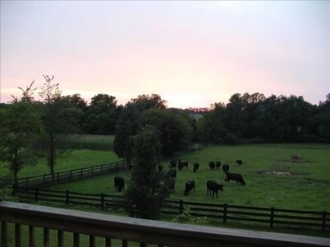 Watch the Cattle Graze at Sunset