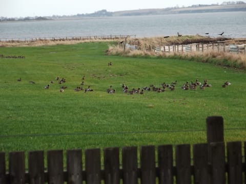 Wigeon feeding in Field by Cottage, January 2017
