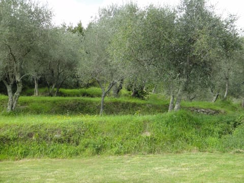 Olives behind the house