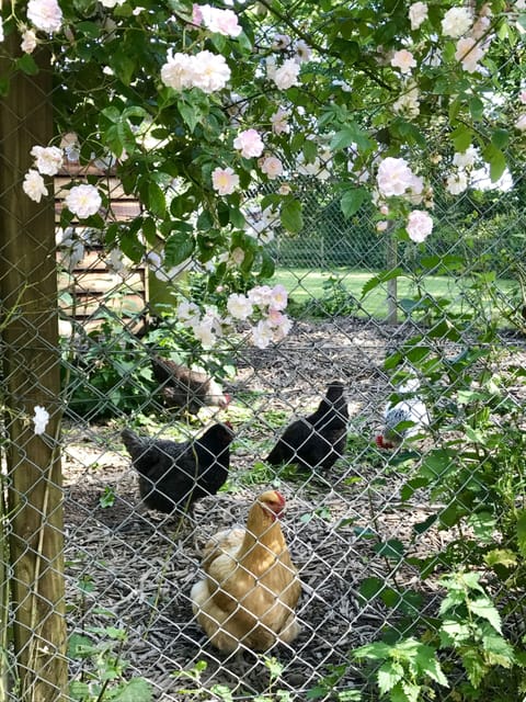 Chickens on the farm. Fresh eggs for breakfast?