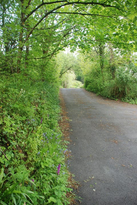 orchids opposite the Shippen