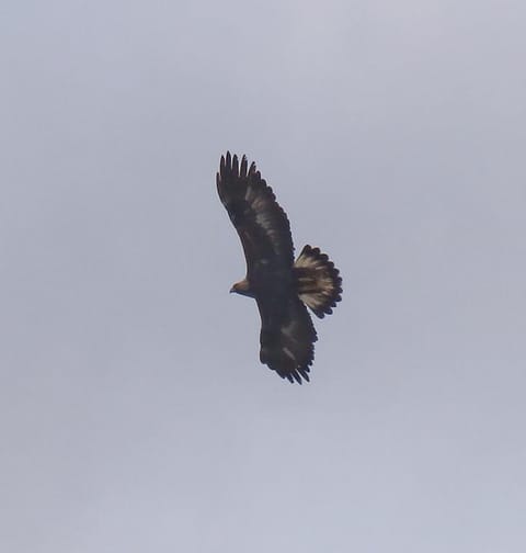Golden Eagle actually taken from the garden