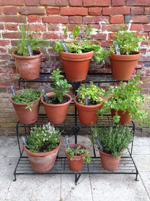 Take your pick from a range of aromatic herbs outside the kitchen 