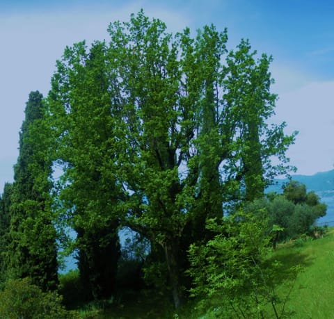 Old oak tree among the cypress