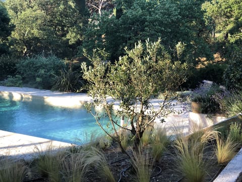 The view of the pool from the house through the olive tree