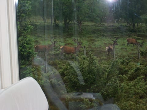 Stags from sun room