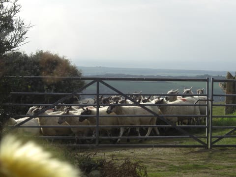 Rush hour at Bryn Goleu