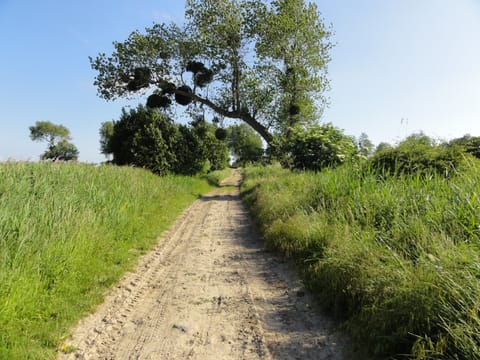 Track behind the house towards les Salines