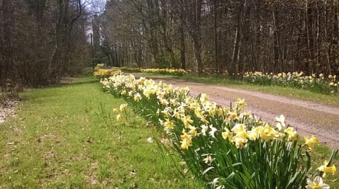 Daffodils on the drive