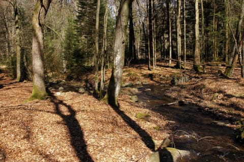 Deciduous forest with brook