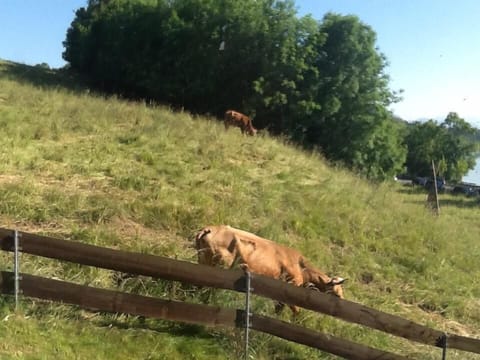 Occasional view from the kitchen.