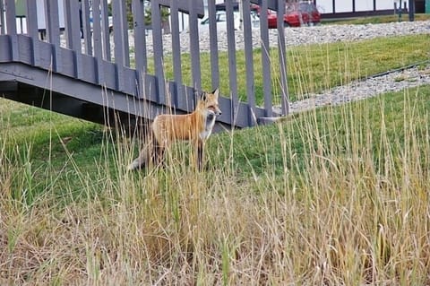 One of the "locals" by the picnic area