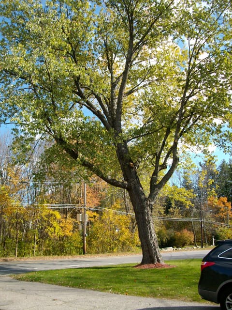 Onsite parking, car recommended