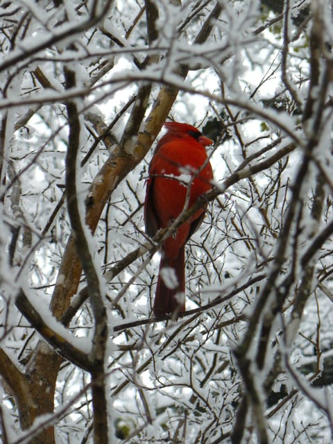Our Lovely Cardinal; Even in winter our street is lovely.
