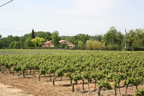 Villa next to vines
