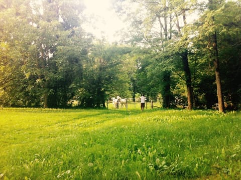 Horses at the bottom of the garden ...
