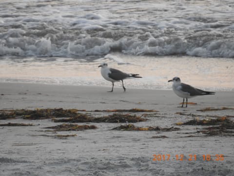 On the beach, sun loungers, beach towels