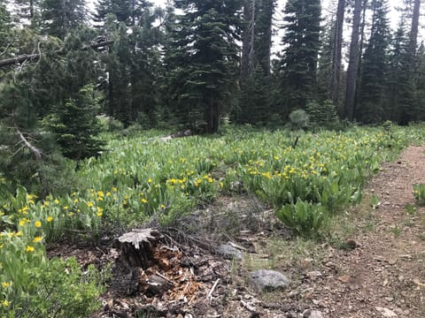 Hiking trails behind the house!