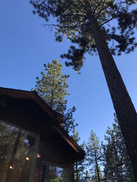 Fabulous seclusion in the trees!