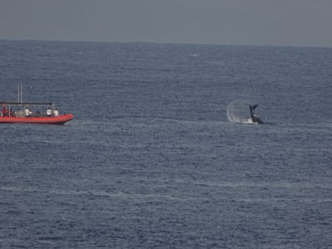Whale near a Captain Steve's Rafting boat.  Taken from our deck, 2019