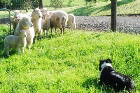 Our own flock of Sheep