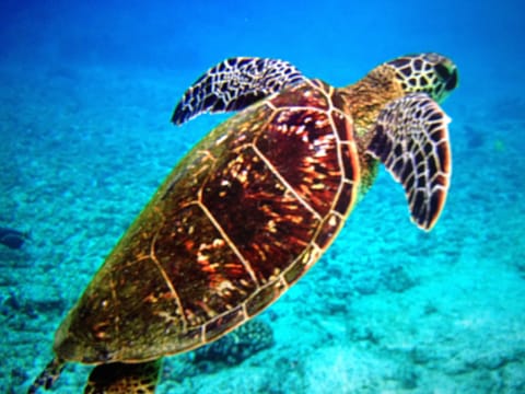 Swim with the Turtles