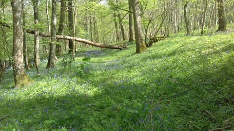 there are a hundred acres of woodland in the grounds full of old paths