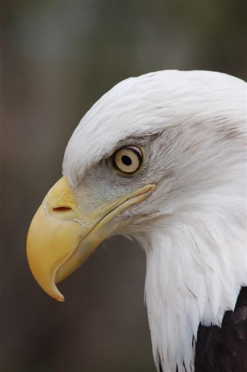 The Bald Eagle we named the house after