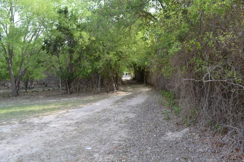 Driveway looking toward the highway; the house is completely obscured by woods
