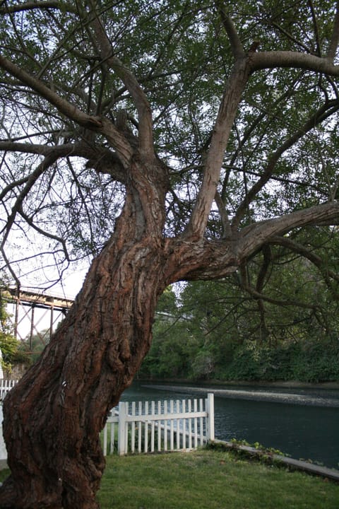 View up the willow tree and downstream from the yard.