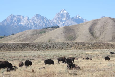 Bison, elk, bears and other wildlife abound in nearby Grand Teton National Park.